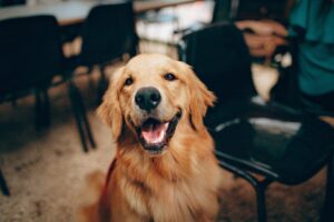 Dog inside house